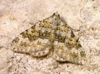 Coenotephria ablutaria Bsdv. adulte - �Lionel Taurand